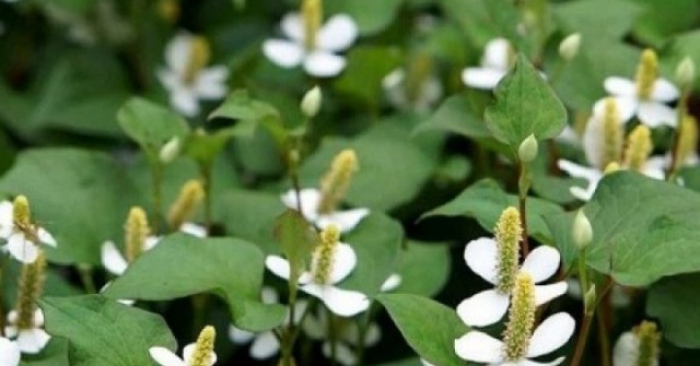 Cây thuốc bổ gan, thận tự nhiên mọc dại đầy vườn