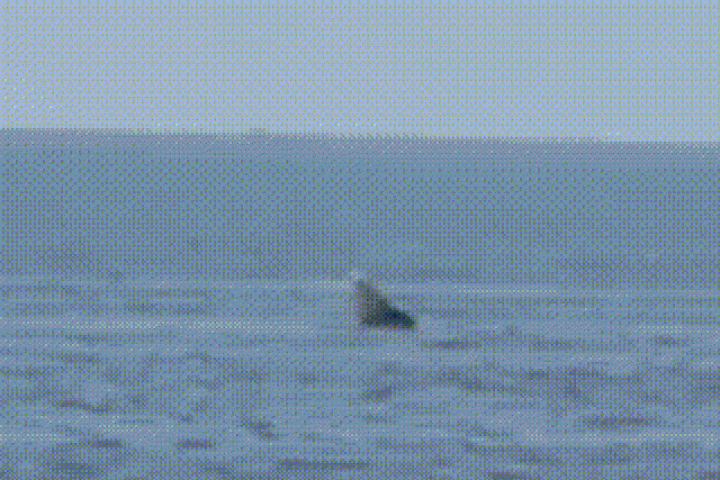 Clip: Khoảnh khắc cá voi 'lả lướt' trên vùng biển Lâm Đồng