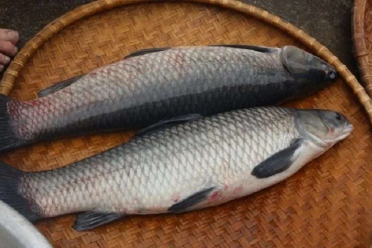 Không chỉ xuất hiện trong bữa cơm gia đình, cá trắm đen còn là nguyên liệu quen thuộc trong các món đặc sản tại nhà hàng. Nhiều đầu bếp đánh giá, đây là loại cá “khó thay thế” nhờ hương vị riêng biệt và giá trị dinh dưỡng cao. Ảnh: Hải sản Ông Giàu