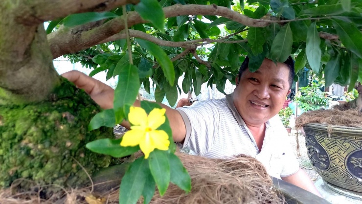 Ông Phạm Văn Cường, chủ nhà vườn trồng cây cảnh ở TPHCM bên một cội mai vàng do chính ông và gia đình ông chăm sóc, chỉnh sửa, uốn nắn. Ảnh: T.Đ
