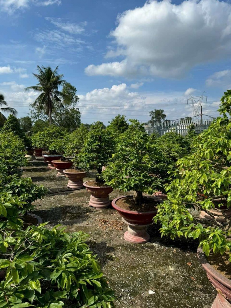 Một vườn cây cảnh chuyên làm chậu mai bonsai ở TPHCM. Ảnh: T.Đ