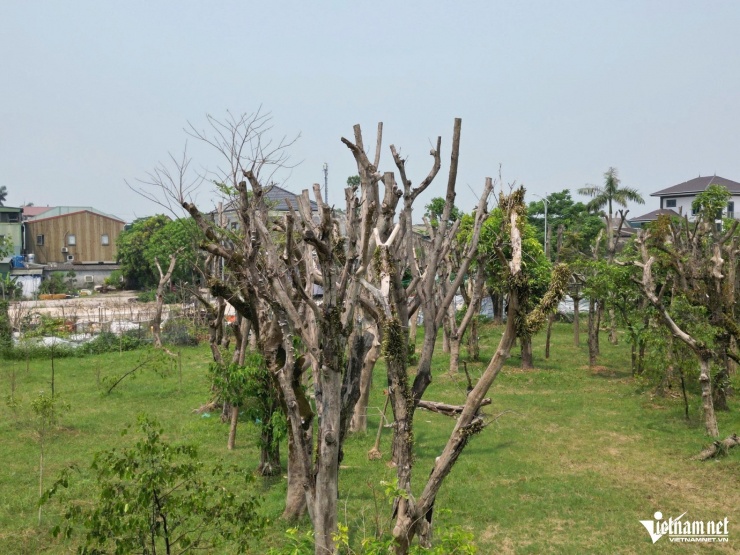 Cây bị chết khô, chưa được xử lý.