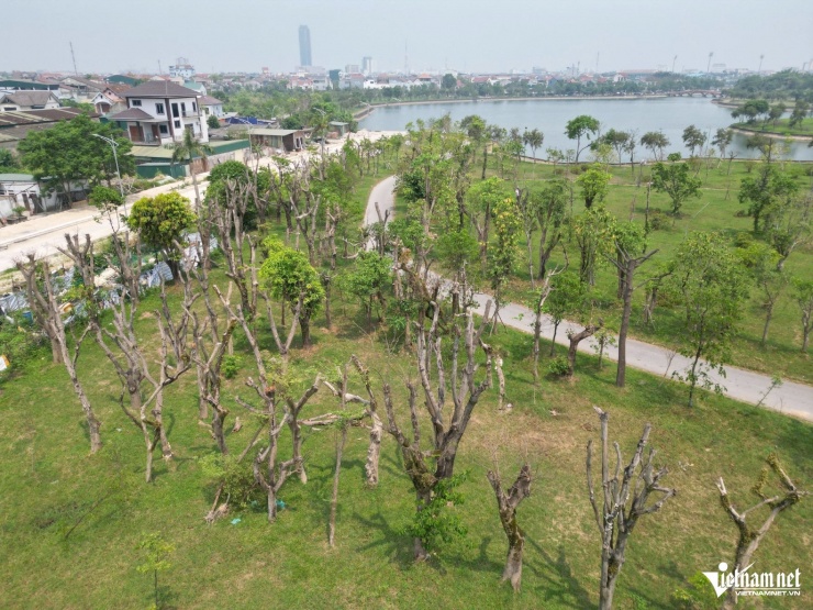 Hàng cây chết khô trong công viên.