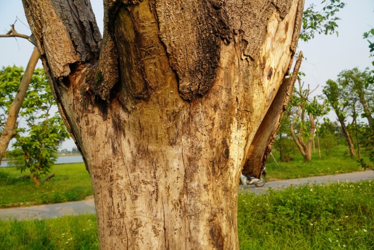 Hàng loạt cây xanh chết khô ở công viên trung tâm - 7