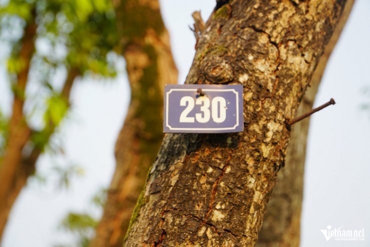 Một gốc cây có gắn mã số cũng bị chết khô.