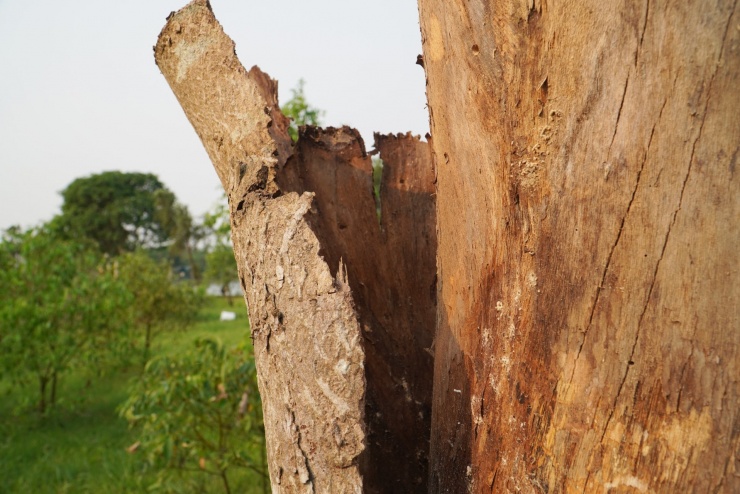 Hàng loạt cây xanh chết khô ở công viên trung tâm - 8