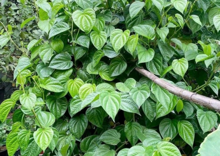 Lá trầu không từ lâu đã trở thành biểu tượng trong văn hóa Việt Nam, nhưng ít ai biết rằng đây còn là một vị thuốc quý, mang lại những lợi ích sức khỏe đáng kinh ngạc. (Ảnh minh họa: VTC News)