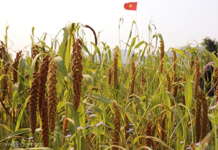 Mùa kê vàng bên sông Son - 1