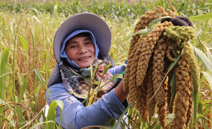 Mùa kê vàng bên sông Son - 4