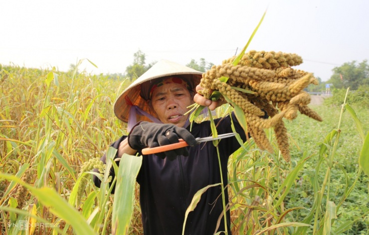 Mùa kê vàng bên sông Son - 3