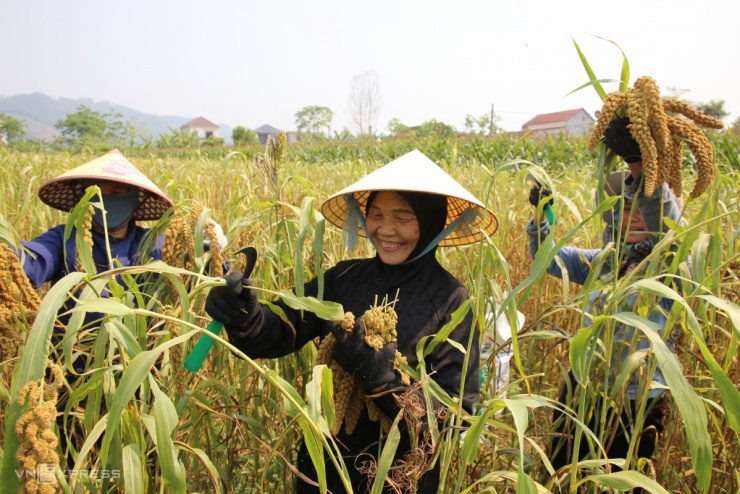 Mùa kê vàng bên sông Son - 2