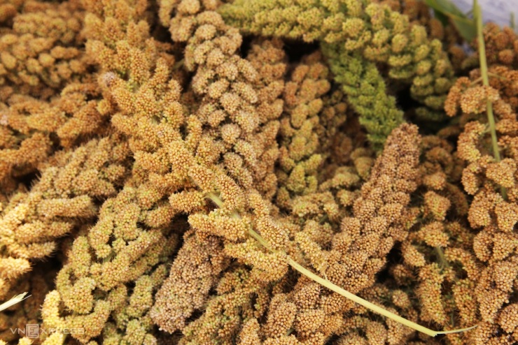 Mùa kê vàng bên sông Son - 6