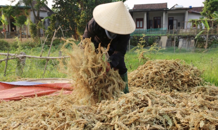 Mùa kê vàng bên sông Son - 8