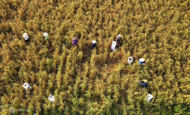 Mùa kê vàng bên sông Son - 5