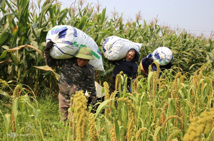 Mùa kê vàng bên sông Son - 7