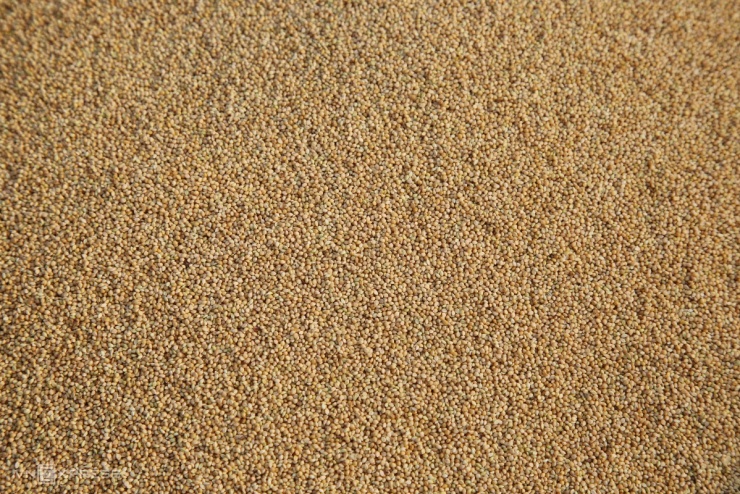 Mùa kê vàng bên sông Son - 11