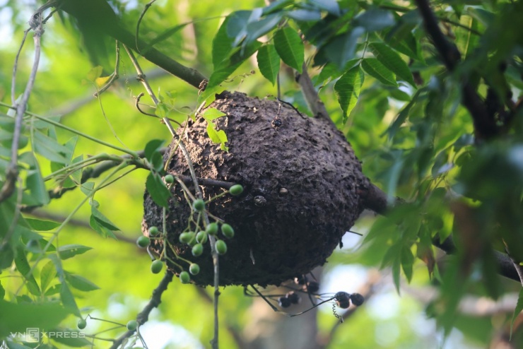 Mùa săn trứng kiến ở miền núi Quảng Trị - 2