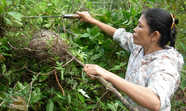 Mùa săn trứng kiến ở miền núi Quảng Trị - 4