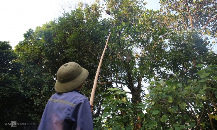 Mùa săn trứng kiến ở miền núi Quảng Trị - 3