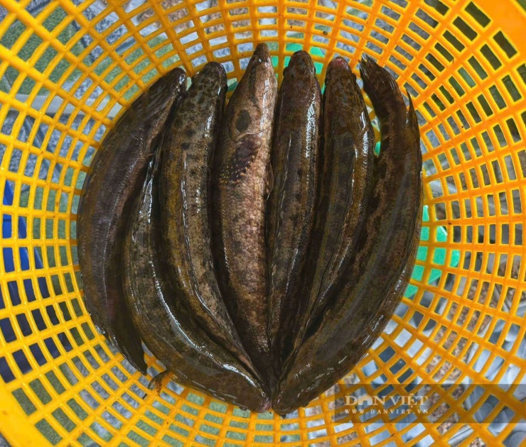 Cá dày là một loại cá đặc sản trông hình dáng y như cá lóc đồng, cá dày sinh sống nhiều ở vùng đất Trần Văn Thời, tỉnh Cà Mau - là loài cá đồng mộc mạc, thân trơn, da lấm tấm đốm đen, không bắt mắt bởi màu sắc, nhưng có thịt chắc, thơm ngon được chế biến thành nhiều món ăn dân dã. Ảnh: Vũ Linh