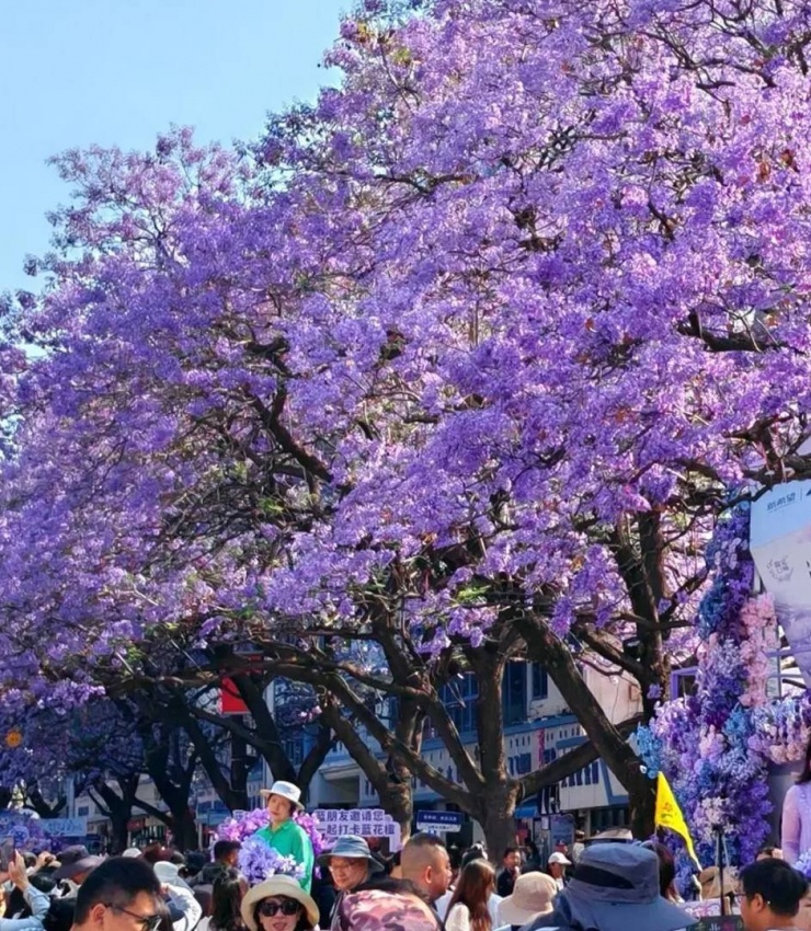 Nhiều khu vực tại Tây Xương được “nhuộm tím” sắc hoa. Ảnh: QQ