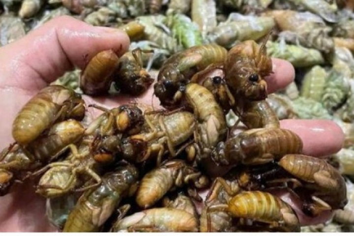 Đổ xô vào rừng đêm khuya săn 'lộc trời' thu bạc triệu mỗi ngày