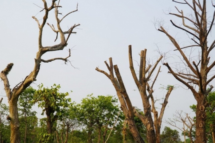 Hàng loạt cây xanh chết khô ở công viên trung tâm