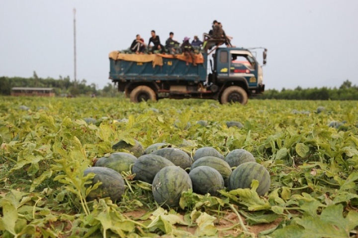 Dưa hấu 3.000 đồng một kg, nông dân lỗ nặng