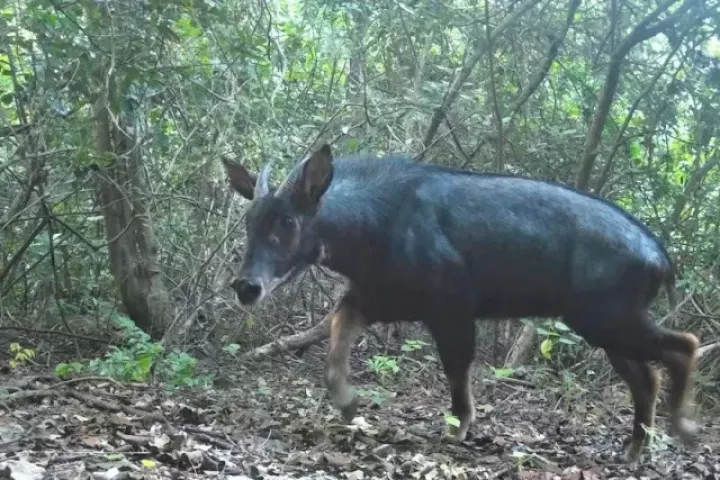 Phát hiện loài động vật cực kỳ quý hiếm tại Đắk Lắk