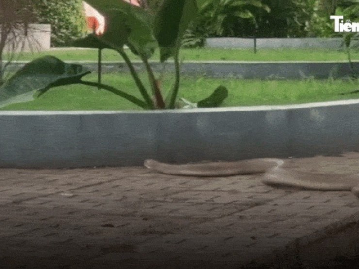 Rắn dài 3m lao vun vút vào bệnh viện