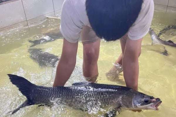 Một lưu ý quan trọng khác là không nên tiêu thụ cá trắm đen quá nhiều trong thời gian ngắn. Theo các chuyên gia dinh dưỡng, bất kỳ loại thực phẩm nào, kể cả các loại cá giàu dinh dưỡng, cũng cần được sử dụng với lượng hợp lý. Ảnh: Hải sản ông Giàu