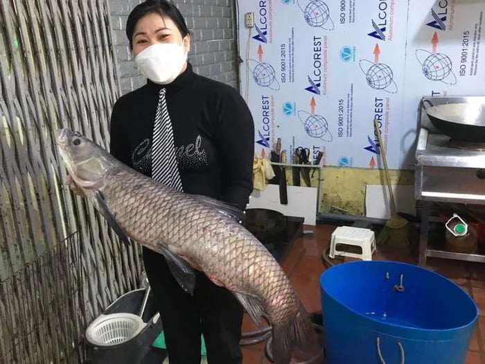 Có thể thấy, cá trắm đen là thực phẩm vừa ngon vừa bổ dưỡng. Song, chỉ khi được sử dụng đúng cách, loại cá này mới thực sự phát huy hết giá trị đối với sức khỏe, thay vì trở thành món ăn “đắt nhưng chưa chắc đã hiệu quả” như nhiều người vẫn nghĩ.