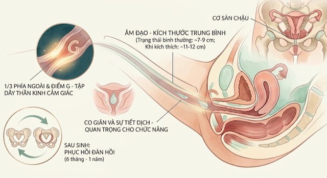 Kích thước âm đạo không ảnh hưởng đến hoạt động hay chức năng tình dục. Ảnh minh họa.