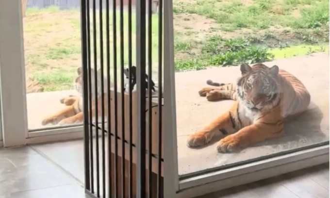 Phòng khách sạn ngắm hổ ở Trung Quốc. Ảnh: Global Times.