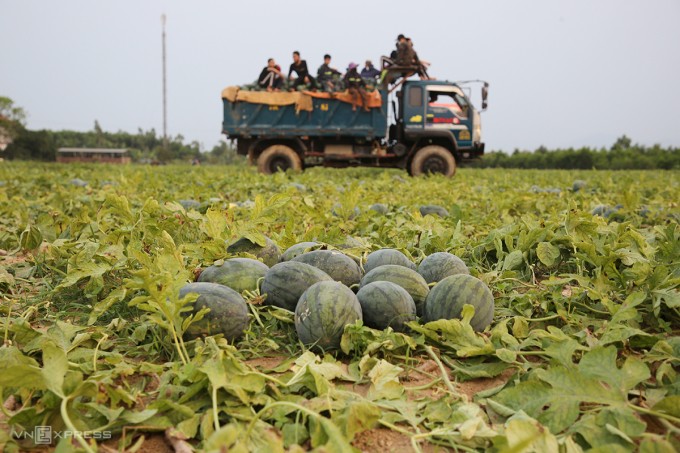 Ruộng dưa của ông Sáu được nhân công thu hoạch quả cho lên xe tải chở ra đường lớn bán cho thương lái giá 2.900 đồng mỗi kg. Ảnh: Đắc Thành