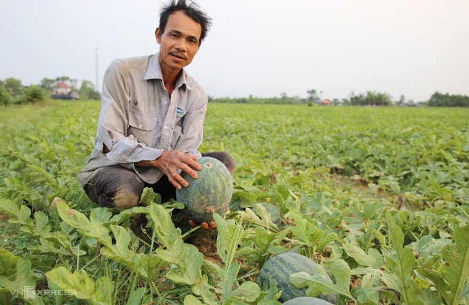 Ông Hiền trồng 2 hecta dưa hấu, đến nay quả chín nhưng không có thương lái thu mua. Ảnh: Đắc Thành