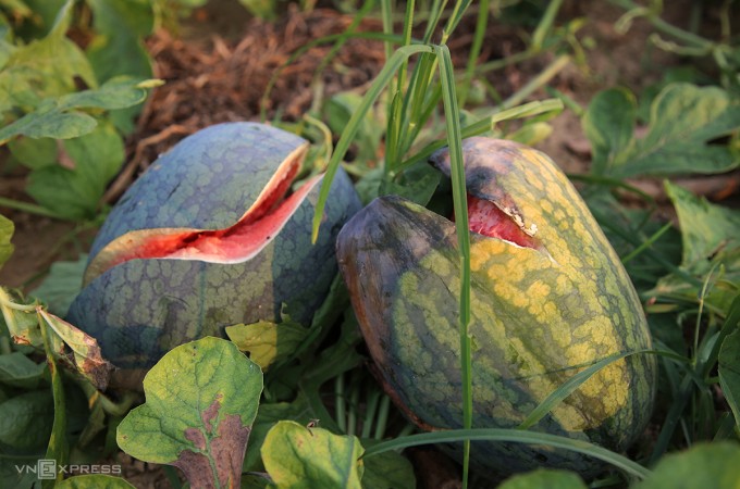 Nhiều quả dưa chín, thời tiết nắng nóng bị hư hỏng. Ảnh: Đắc Thành