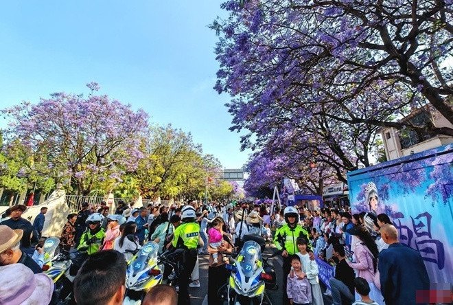 Lượng du khách đổ về rất lớn khi mùa hoa phượng tím bắt đầu nở rộ. Ảnh: QQ