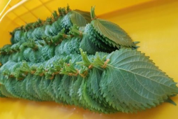 Tin tức sức khỏe - Loại lá ví như "hồi sinh phổi" ở Nhật cực đắt đỏ nhưng ở Việt Nam “rẻ như cho”