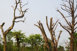 Hàng loạt cây xanh chết khô ở công viên trung tâm