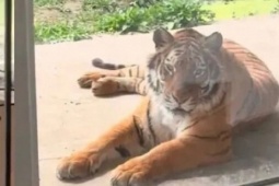 Dịch vụ 'ngủ cạnh hổ' giá 168 tệ/đêm gây tranh cãi ở Trung Quốc