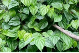 Việt Nam có sẵn “thảo dược quý” dưỡng gan bổ não, nhiều người chưa biết tận dụng