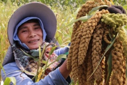 Mùa kê vàng bên sông Son