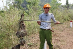 Mùa săn trứng kiến ở miền núi Quảng Trị