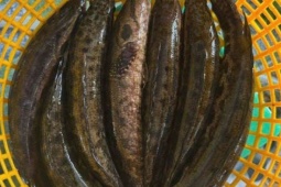 Dân Cà Mau bắt con cá da có đốm đen này đi rang muối, làm món đặc sản đồng quê, 9 người nếm 10 tấm tắc