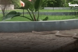 Rắn dài 3m lao vun vút vào bệnh viện