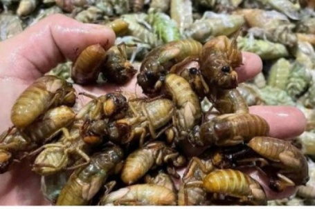 Đổ xô vào rừng đêm khuya săn 'lộc trời' thu bạc triệu mỗi ngày