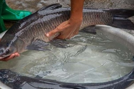 Loại cá chuyên ăn ốc, thịt chắc, ít tanh, rất "được lòng" giới sành ăn, ví như "vua của các loại cá nước ngọt"