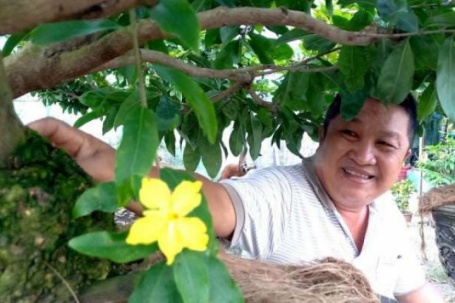 Từ vụ tịch thu 42 cây mai vàng ở Côn Đảo, TPHCM, nhà vườn loay hoay tìm cách làm "lý lịch" cho cây cảnh