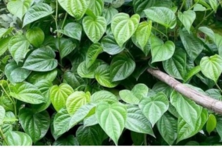 Việt Nam có sẵn “thảo dược quý” dưỡng gan bổ não, nhiều người chưa biết tận dụng